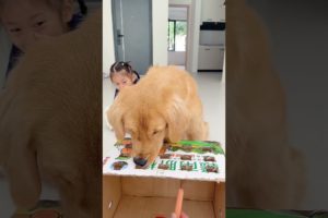 和狗狗玩游戏，咋还急眼了Playing games with dogs is so urgent