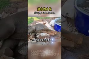 頑皮的小象，簡直太可愛了！#nature #wildlife #animal #wildanimals #animals #猛獸世界  #動物