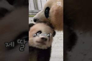 아이바오와 쌍둥이 첫 만남 현장!│#Panda #Babypanda #Fubao