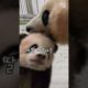 아이바오와 쌍둥이 첫 만남 현장!│#Panda #Babypanda #Fubao