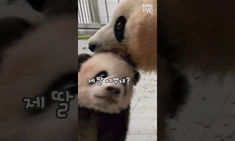 아이바오와 쌍둥이 첫 만남 현장!│#Panda #Babypanda #Fubao