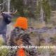 10 Heart-Stopping Close Encounters with Moose – Near-Death Experiences Unveiled!(älgjakt nära döden)