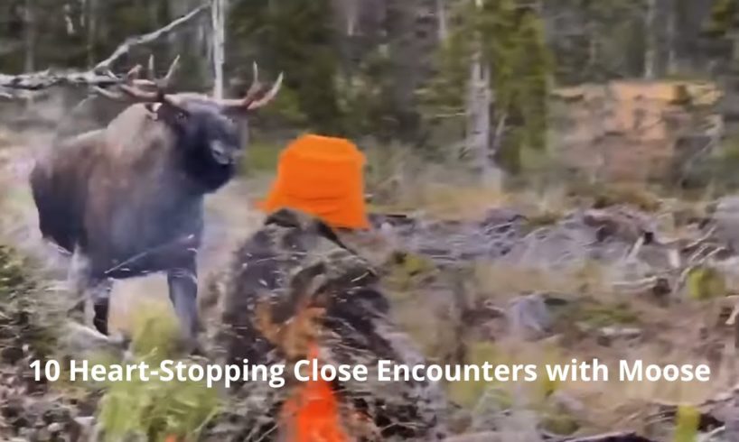 10 Heart-Stopping Close Encounters with Moose – Near-Death Experiences Unveiled!(älgjakt nära döden)