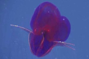 10 Strange Sea Creatures Found by ROVs in the Deep Pacific Near Hawaii #hawaii #creepy #wildlife