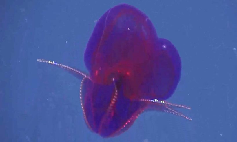 10 Strange Sea Creatures Found by ROVs in the Deep Pacific Near Hawaii #hawaii #creepy #wildlife