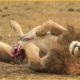 100 Brutal Moments Lion Fight For The Throne And What Happen Next