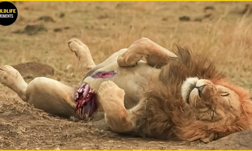 100 Brutal Moments Lion Fight For The Throne And What Happen Next