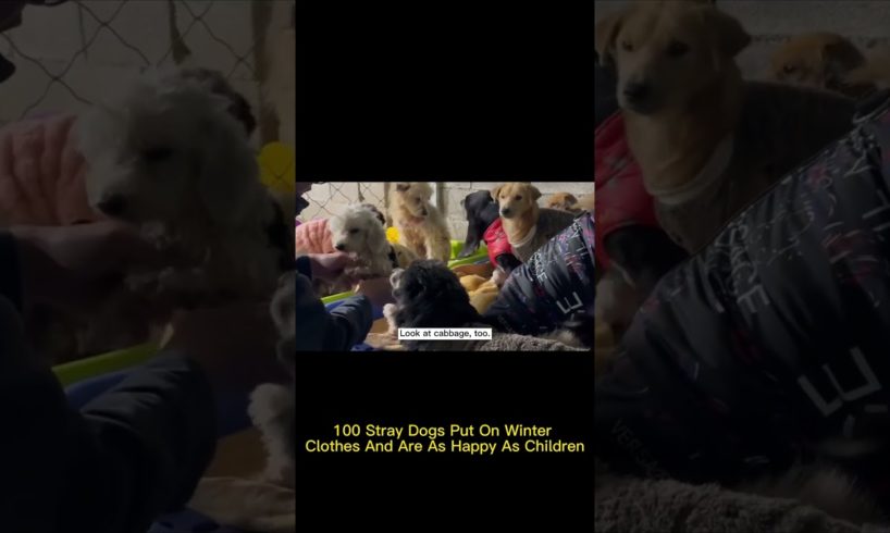 100 Stray Dogs Put On Winter Clothes And Are As Happy As Children#straydogs #rescue #dog