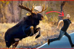 12 Times Moose Attacks!