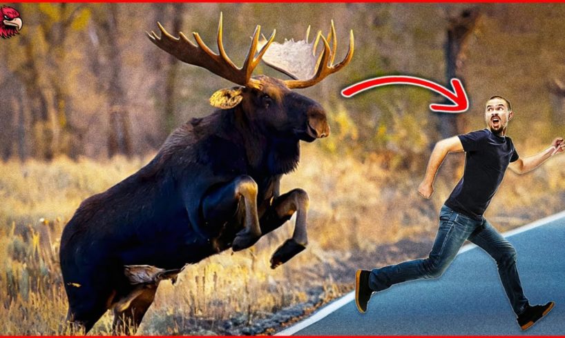 12 Times Moose Attacks!