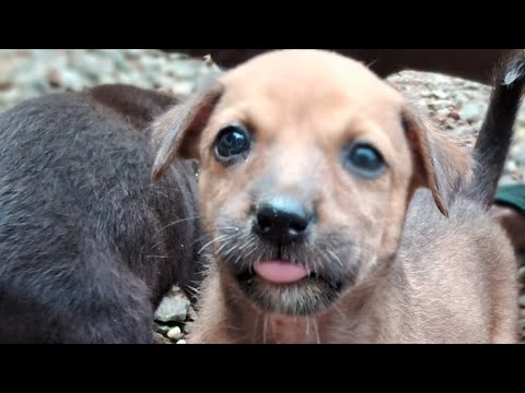 12 second puppy's of the world's!! Cutest puppies 🐶 😍 @ashanatureshort2M