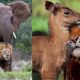 15 Best Animal Friendships in the World