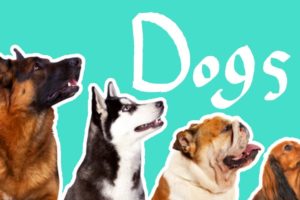 15 Dog Breeds | Dogs for Kids