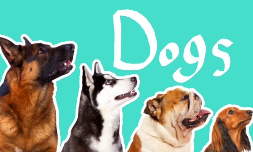 15 Dog Breeds | Dogs for Kids