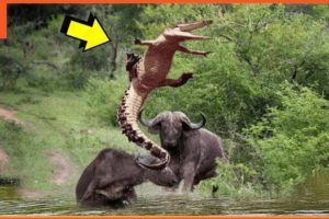 15 Most Merciless Animal Battles Ever Filmed @BeastReacts