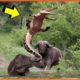 15 Most Merciless Animal Battles Ever Filmed @BeastReacts