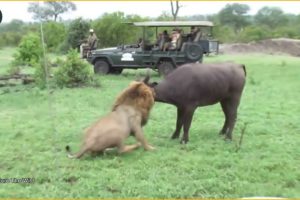 15 Tragics Moments Buffalo Injured By Animal Fight | Animal Fight