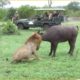 15 Tragics Moments Buffalo Injured By Animal Fight | Animal Fight