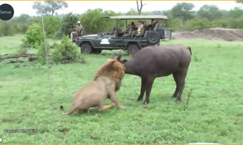 15 Tragics Moments Buffalo Injured By Animal Fight | Animal Fight