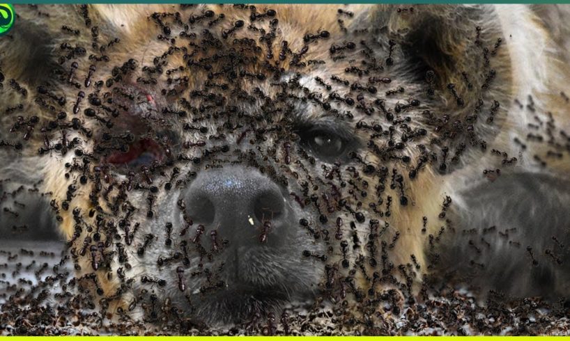 17 Brutal Moments of Ants Hunting Their Prey