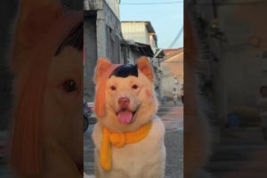 Cute Baby Animals Videos Compilation Cutest Moment Of The Animals - Cutest Puppies #shorts