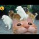 Funniest Cats And Dogs Videos 😁 - Best Funny Animal Videos 2023 🥰