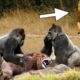 Craziest Wild Animal Fights That Will Leave You Breathless | Lion vs Crocodile - Gorilla Tiger Boar