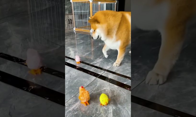 Cute Puppies 🐶😘 Cute and Funny Dog Moments 😂#shorts #shortsfeed 🐶Cute #puppy Video (Cute Dogs -248)