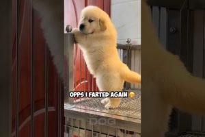 Opps, I 💨 again 😅 #dog #goldenretriever #shorts