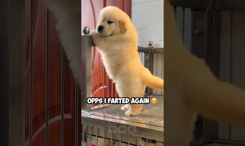 Opps, I 💨 again 😅 #dog #goldenretriever #shorts