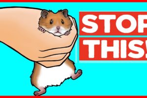 18 Things Hamsters Hate