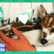 2 Hours Of Animals Being Ridiculously Cute | Dodo Kids | Animal Videos For Kids