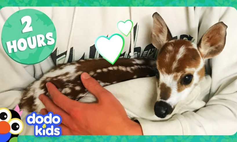 2 Hours Of Animals Being Ridiculously Cute | Dodo Kids | Animal Videos For Kids