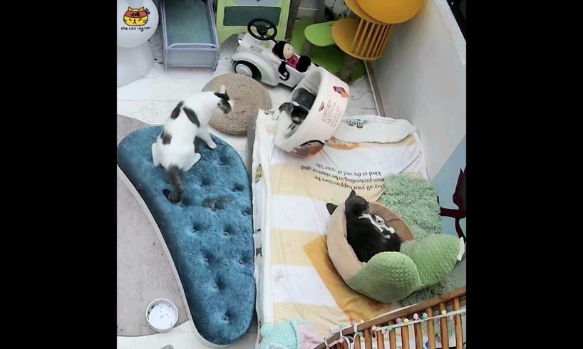 2 cats playing 😹#funnycat #catsoftiktok #cat #pet #fyp #foryou #animals