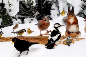 🔴24/7 LIVE: Cat TV for Cats to Watch 😺 Little Birds and Red Squirrels in Winter Wonderland