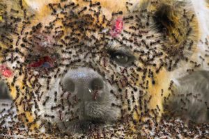 25 Brutal Moments of Ants Hunting Their Prey | Animal Fights