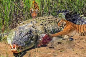 25 Situations When Crocodiles Encounter Tragedy When Entering Tiger Territory | Animal Fights