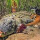 25 Situations When Crocodiles Encounter Tragedy When Entering Tiger Territory | Animal Fights