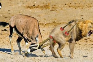 30 Brutal Moments When The Lion Is Killed With Sharp Horns | Animal Fight