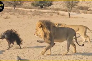 30 Craziest Moments Brown Hyena vs Lion and Wild Dog Fight For Their Life | Animal World