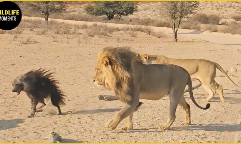 30 Craziest Moments Brown Hyena vs Lion and Wild Dog Fight For Their Life | Animal World