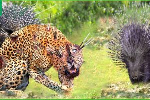 30 Dramatic Moments! Brave Hedgehog Fights With Leopard To Protect His Children | Animal Fight