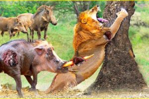 30 Incredible Moments! Warthog Suddenly Defeated The Big Cats | Animal Fight