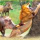 30 Incredible Moments! Warthog Suddenly Defeated The Big Cats | Animal Fight