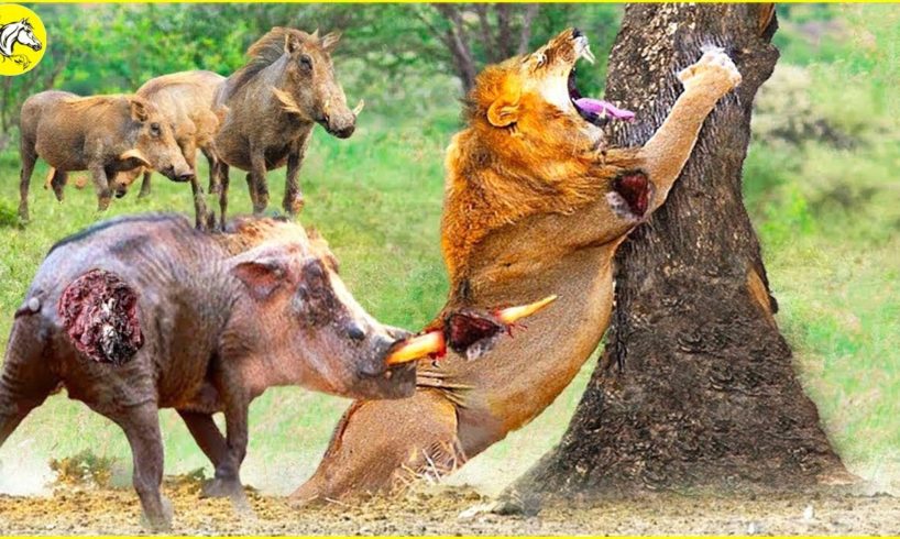 30 Incredible Moments! Warthog Suddenly Defeated The Big Cats | Animal Fight