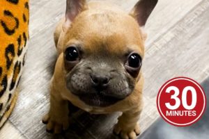 30 Minutes of the World's CUTEST Puppies!