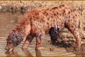 30 Moments Hyenas Get Injured Fighting Lions, Wild Dogs And Other Animals | Animal Fight