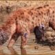 30 Moments Hyenas Get Injured Fighting Lions, Wild Dogs And Other Animals | Animal Fight