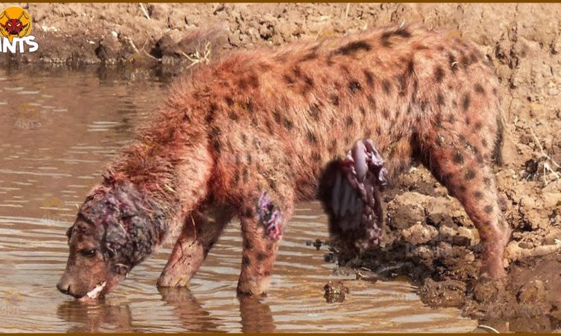 30 Moments Hyenas Get Injured Fighting Lions, Wild Dogs And Other Animals | Animal Fight