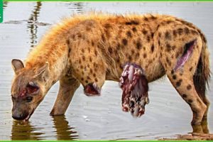 30 Moments Hyenas Messed With The Wrong Animals And What Happens Next ? | Animal Fight